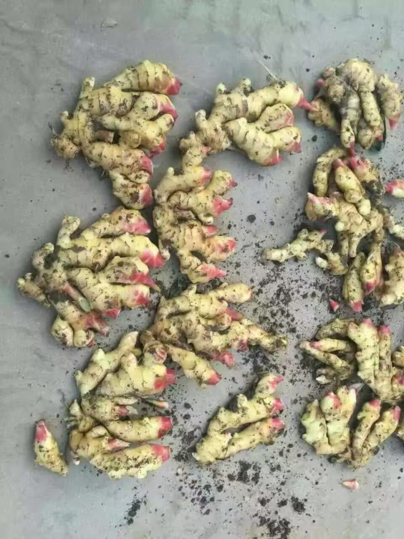 【海量货源】优质鲜姜产地批发大黄姜一手货源产地直发