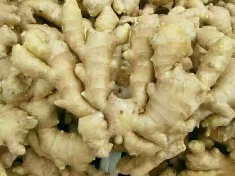 【海量货源】优质鲜姜产地批发大黄姜一手货源产地直发