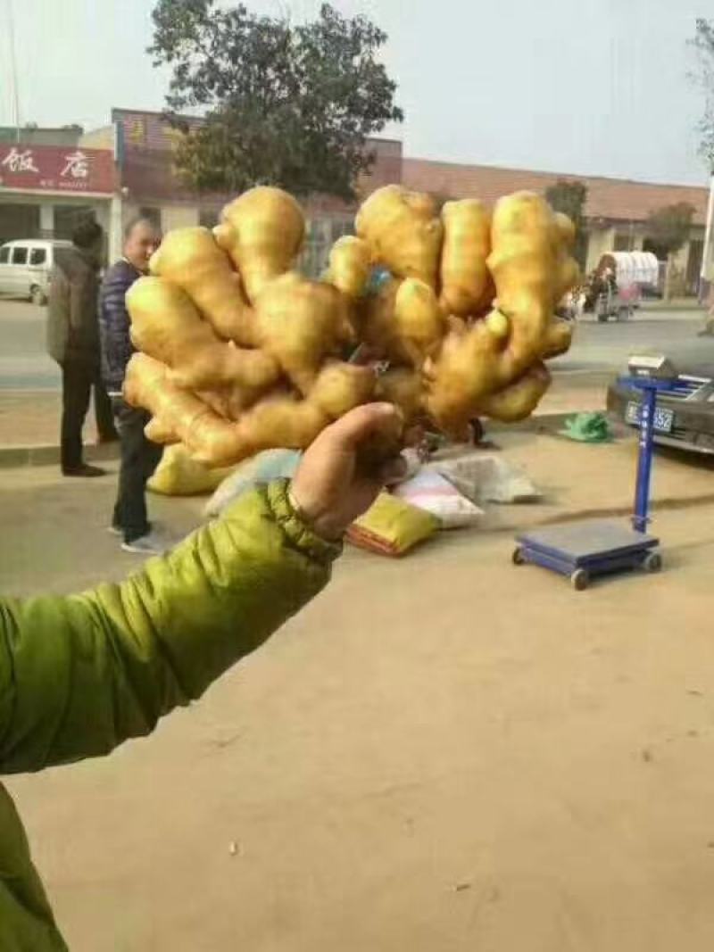 【海量货源】优质鲜姜产地批发大黄姜一手货源产地直发