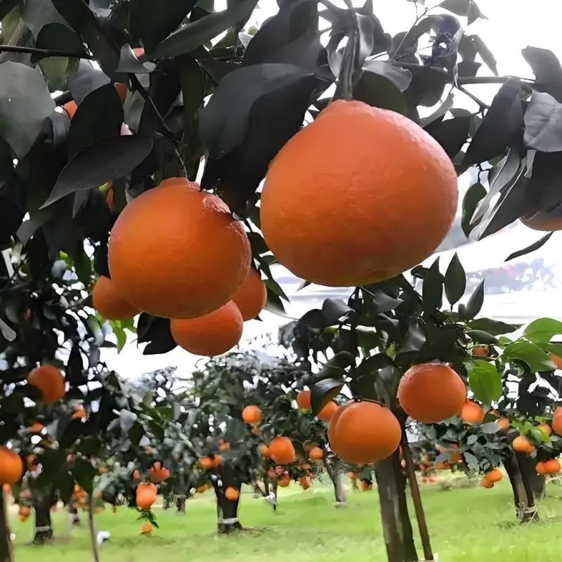 【热卖】春见耙耙柑四川果粒饱满清甜化渣汁水充足