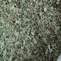 广金钱草金钱草