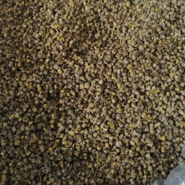野菊花菊花