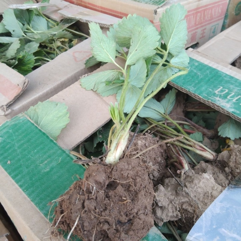 粉玉二号草莓苗货源充足产地直发可供视频看货