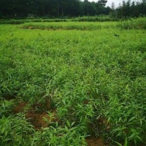 实生桃苗提供技术指导基地直发常年经营品种多规格齐全