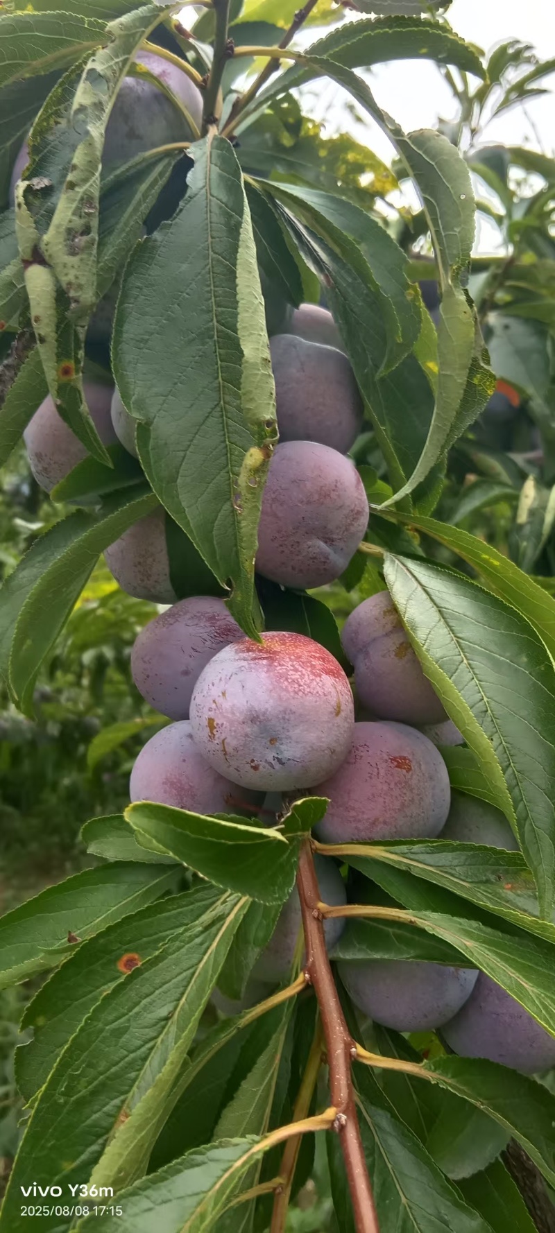脆红李，商品果，小果，电商越南果，青红脆李