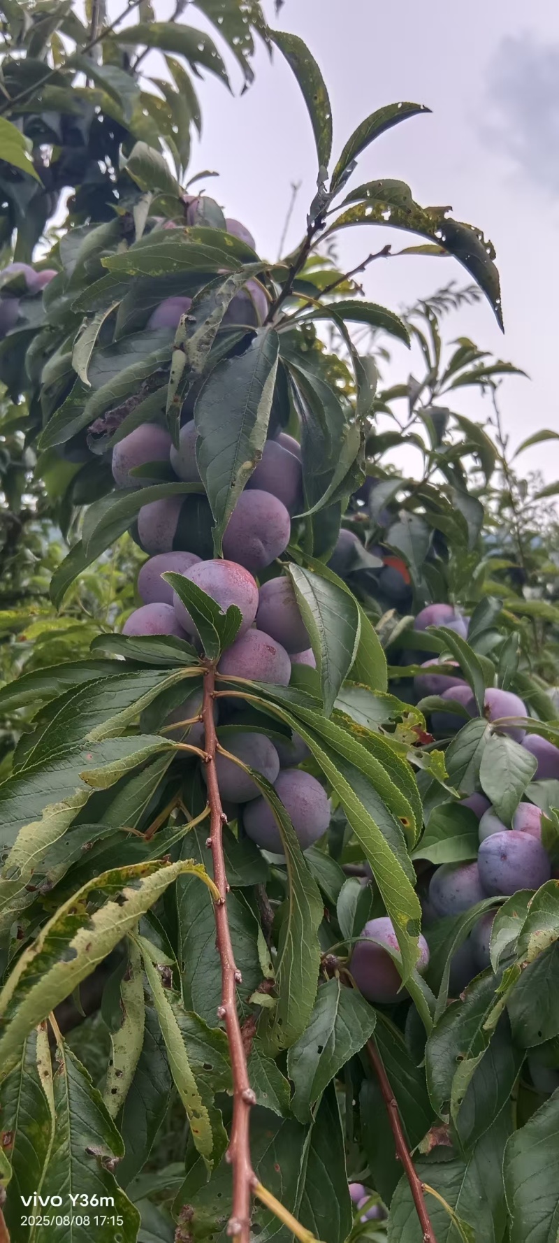 脆红李，商品果，小果，电商越南果，青红脆李