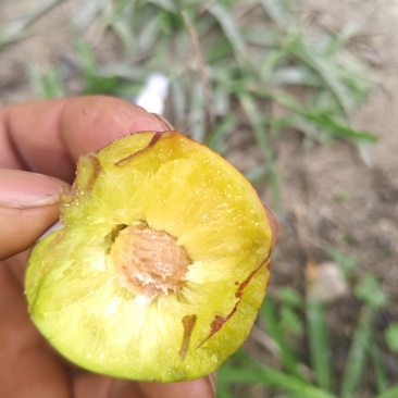 脆红李，商品果，小果，电商越南果，青红脆李