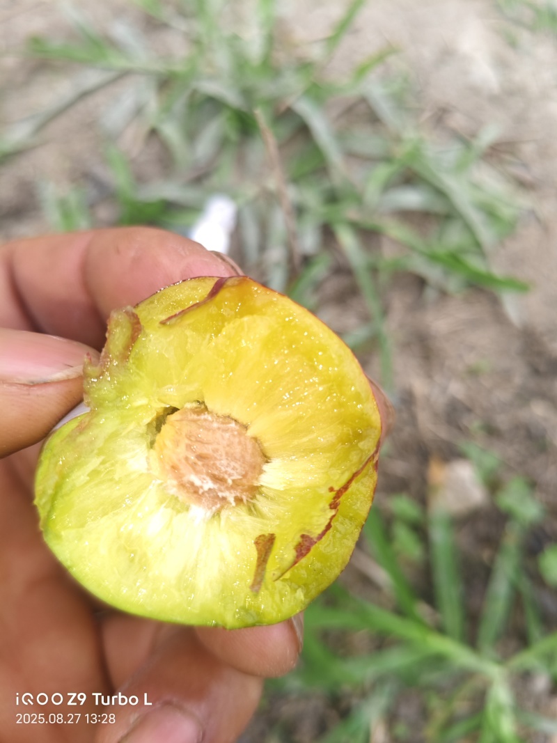 脆红李，商品果，小果，电商越南果，青红脆李