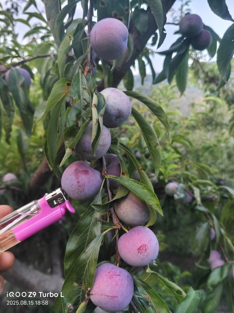 脆红李，商品果，小果，电商越南果，青红脆李