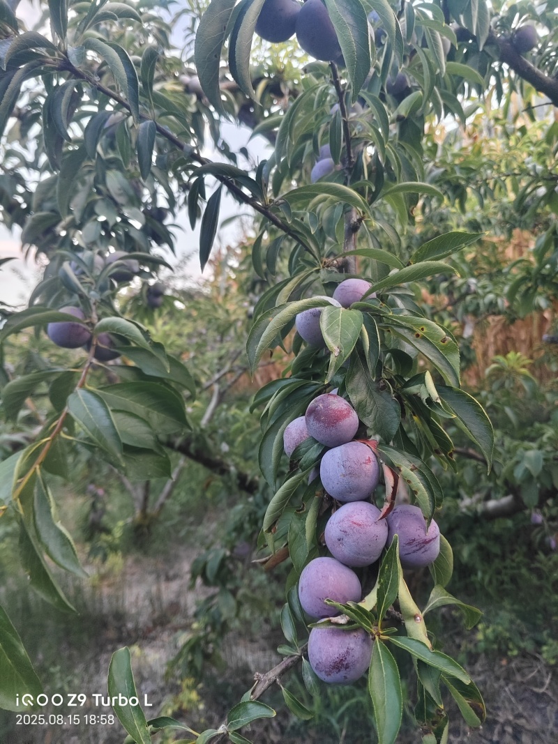 脆红李，商品果，小果，电商越南果，青红脆李