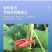 冬瓜夹，蔬菜夹，二手夹子，5分钱一个