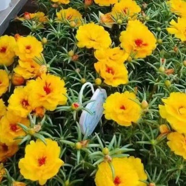 太阳花种子耐旱耐热庭院盆栽绿化造景**花卉