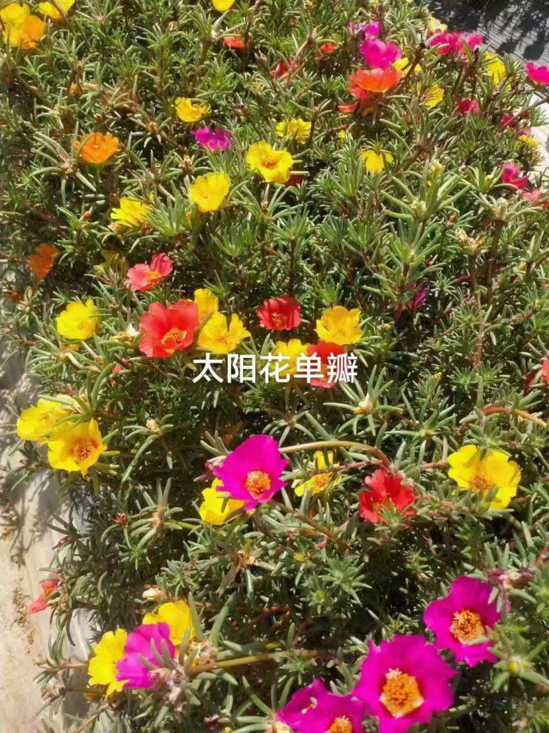 太阳花种子耐旱耐热庭院盆栽绿化造景**花卉