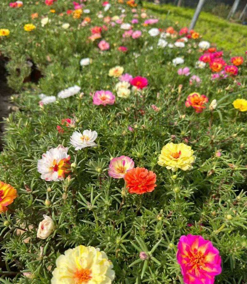 太阳花种子耐旱耐热庭院盆栽绿化造景**花卉
