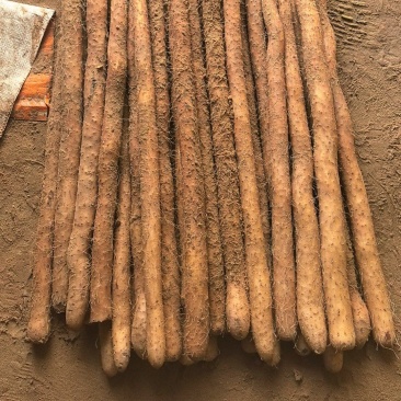 铁棍山药