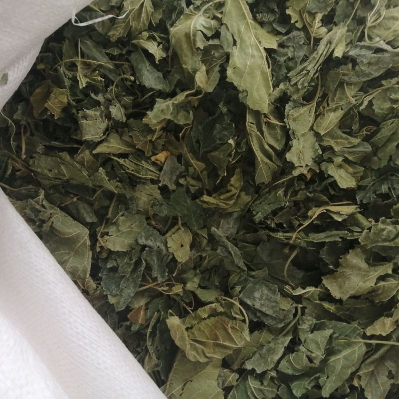 正宗桑叶中药材桑叶批发桑叶粉干桑叶冬桑大货批发源头供应