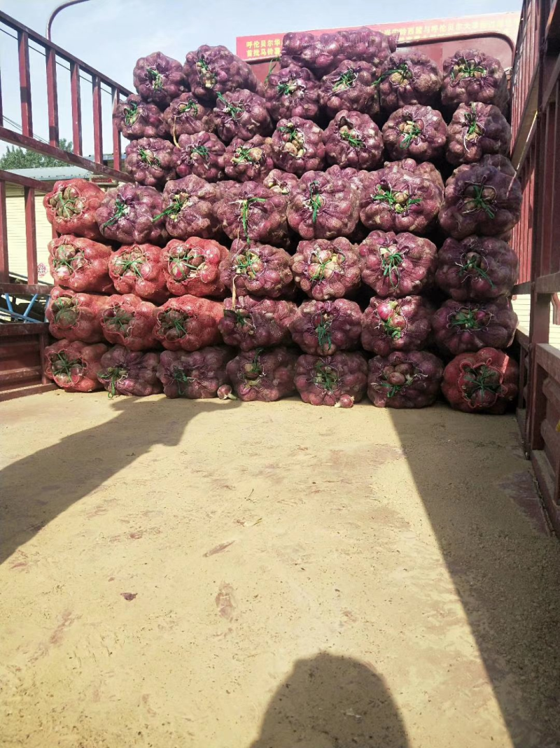 精品洋葱干净杂质少，质量保证一手货源对接超市电商平台