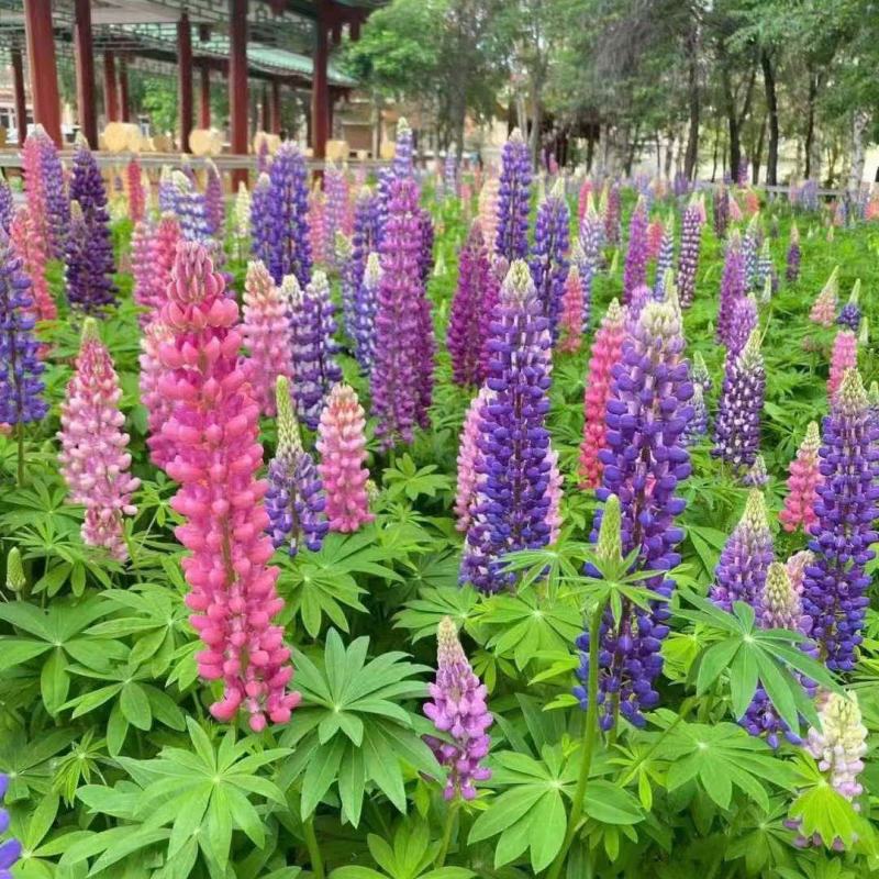 鲁冰花种子易种多年生草本羽扇豆四季开花