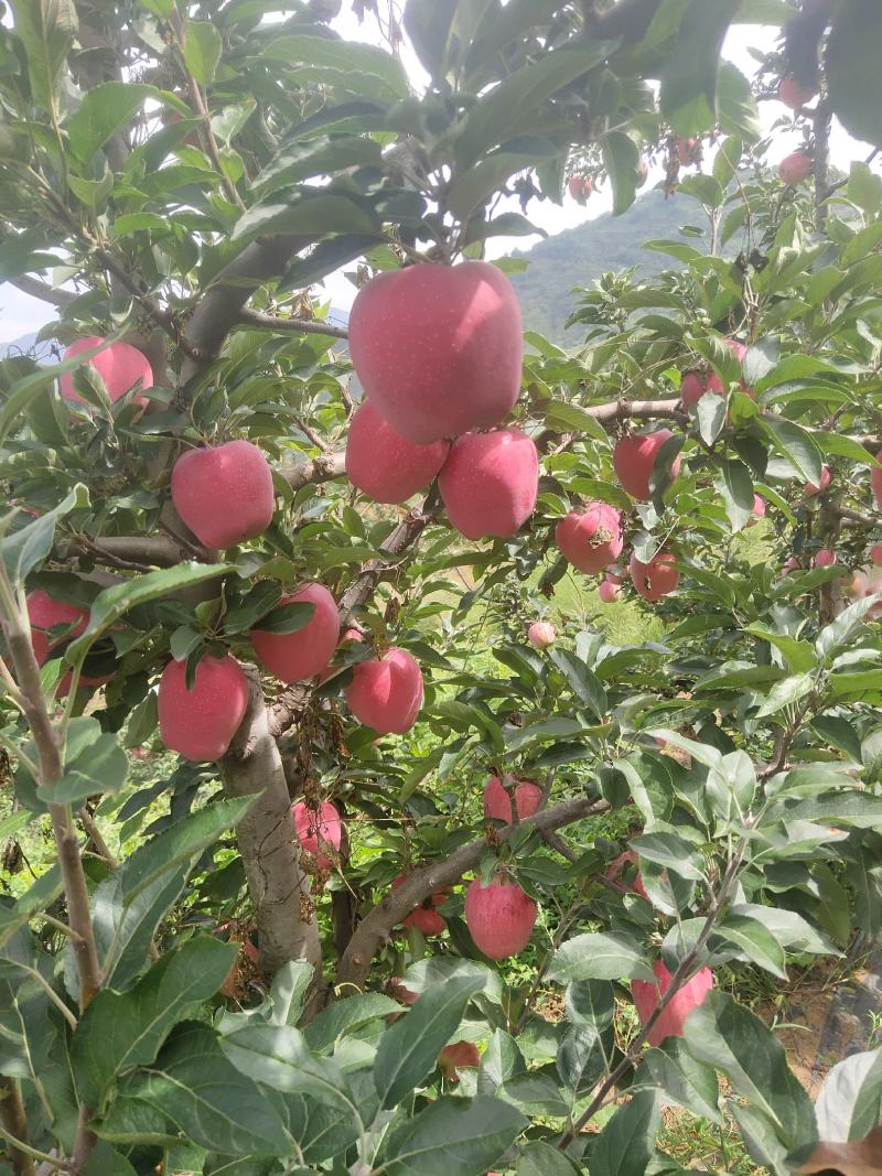 花牛苹果