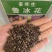 鲁冰花种子易种多年生草本羽扇豆四季开花