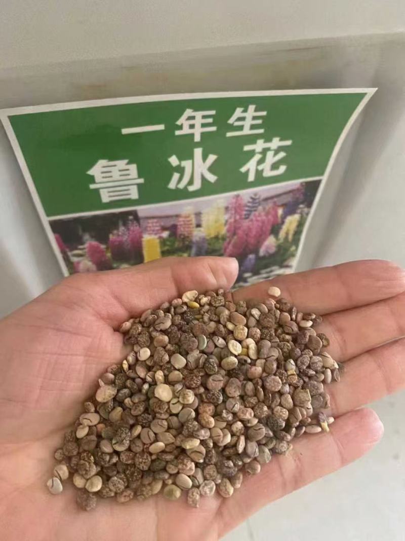 鲁冰花种子易种多年生草本羽扇豆四季开花
