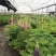 鲁冰花种子易种多年生草本羽扇豆四季开花