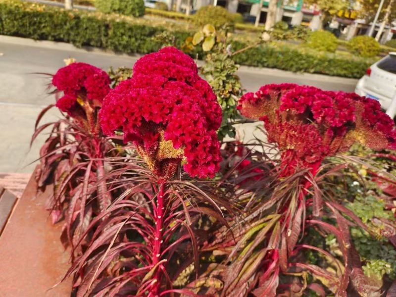 鸡冠花种子四季种易活阳台盆栽庭院室外绿化公园绿化
