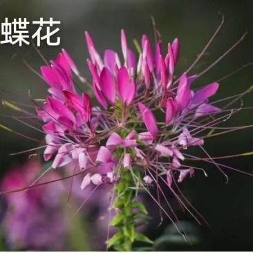 蜜源植物种籽蜜蜂花种四季易种活花籽庭院路边醉蝶花种子