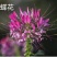 蜜源植物种籽蜜蜂花种四季易种活花籽庭院路边醉蝶花种子
