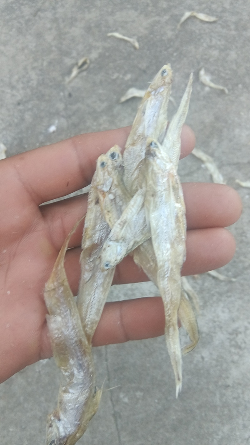 毛刀鱼干，凤尾鱼干
