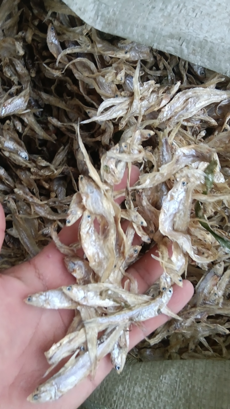 毛刀鱼干，凤尾鱼干
