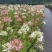 蜜源植物种籽蜜蜂花种四季易种活花籽庭院路边醉蝶花种子
