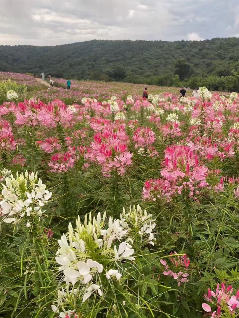 蜜源植物种籽蜜蜂花种四季易种活花籽庭院路边醉蝶花种子