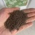蜜源植物种籽蜜蜂花种四季易种活花籽庭院路边醉蝶花种子