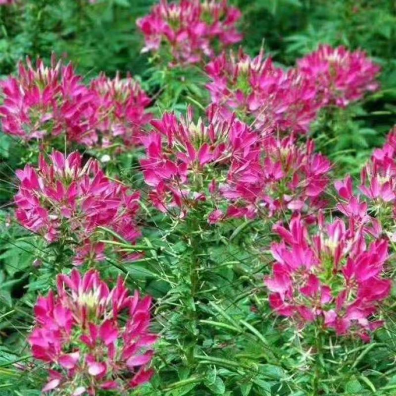 蜜源植物种籽蜜蜂花种四季易种活花籽庭院路边醉蝶花种子
