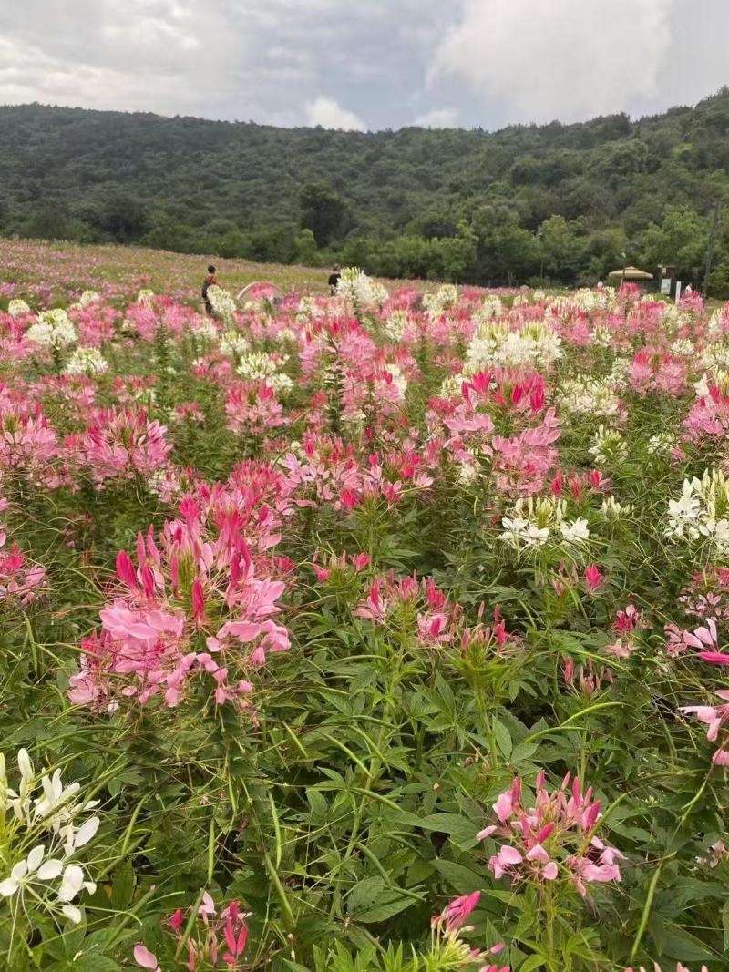 蜜源植物种籽蜜蜂花种四季易种活花籽庭院路边醉蝶花种子