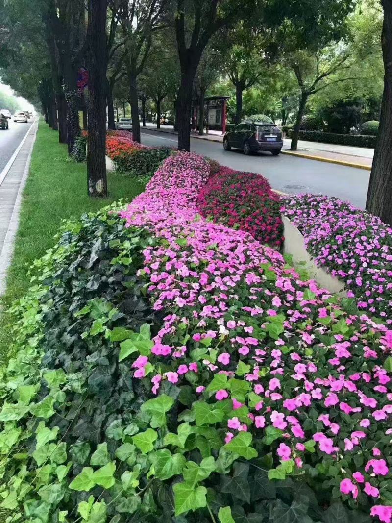 日日开长春花种子五瓣花颜色艳丽室内阳台庭院易养易爆盆花种