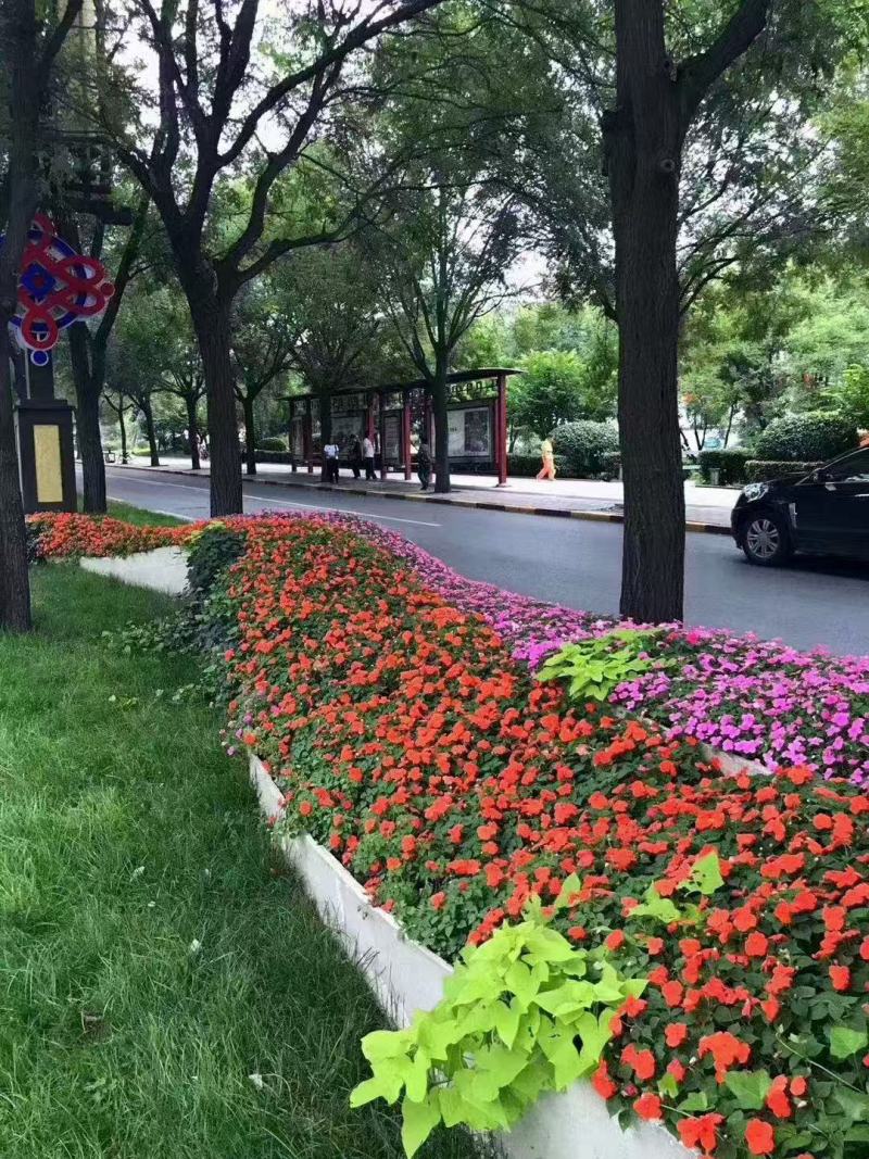 日日开长春花种子五瓣花颜色艳丽室内阳台庭院易养易爆盆花种