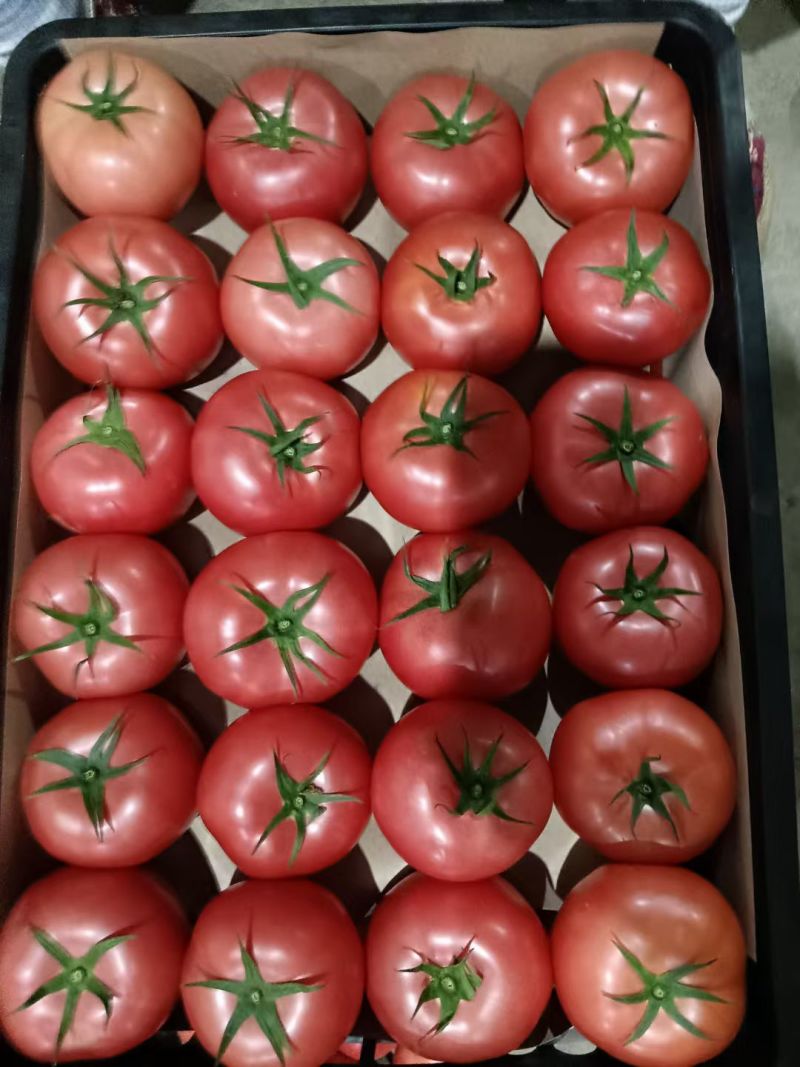 大棚精品硬粉西红柿