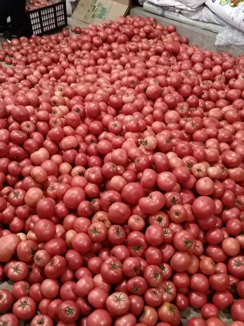 大棚精品硬粉西红柿