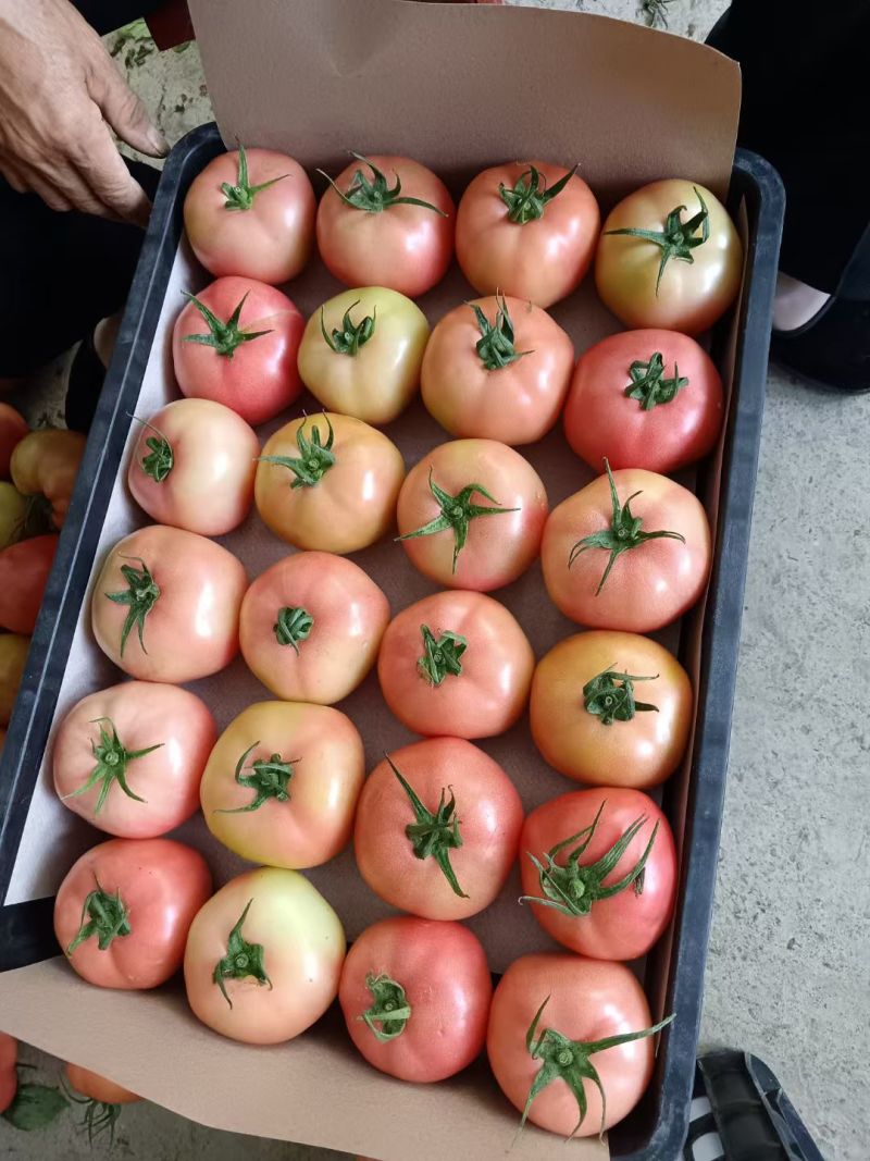 大棚精品硬粉西红柿