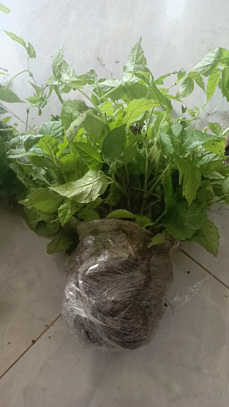 《三叶青二代驯化苗》产地直销，量大价优