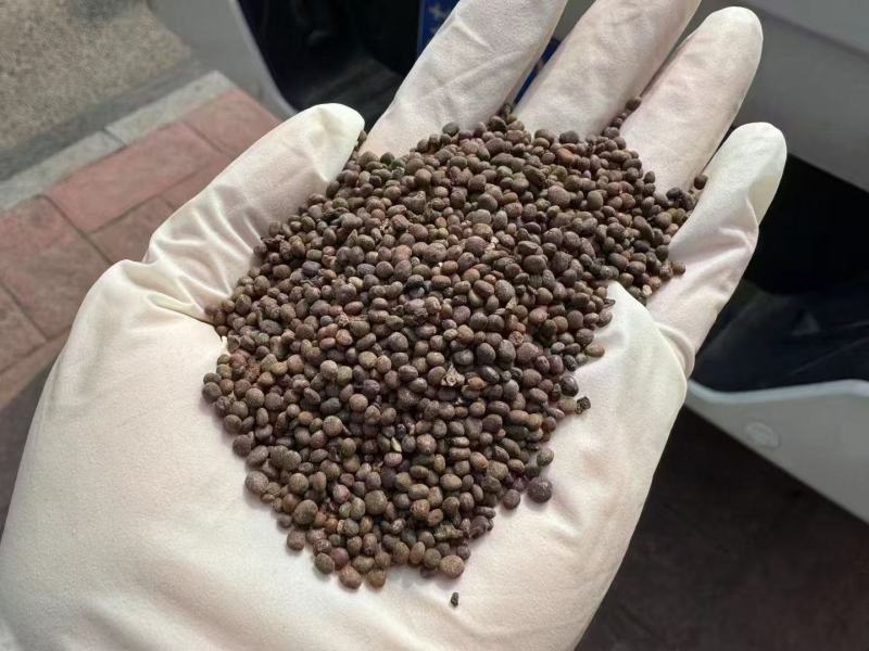 凤仙花种子籽四季庭院盆栽地栽凤仙指甲花急性子