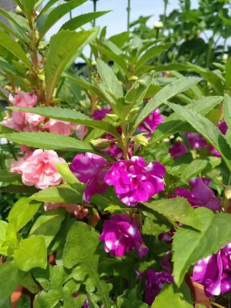 凤仙花种子籽四季庭院盆栽地栽凤仙指甲花急性子