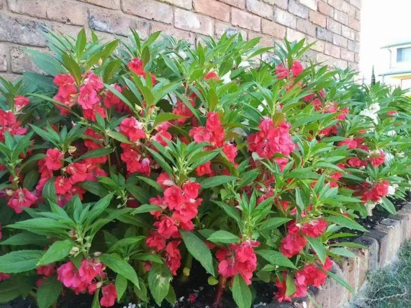 凤仙花种子籽四季庭院盆栽地栽凤仙指甲花急性子