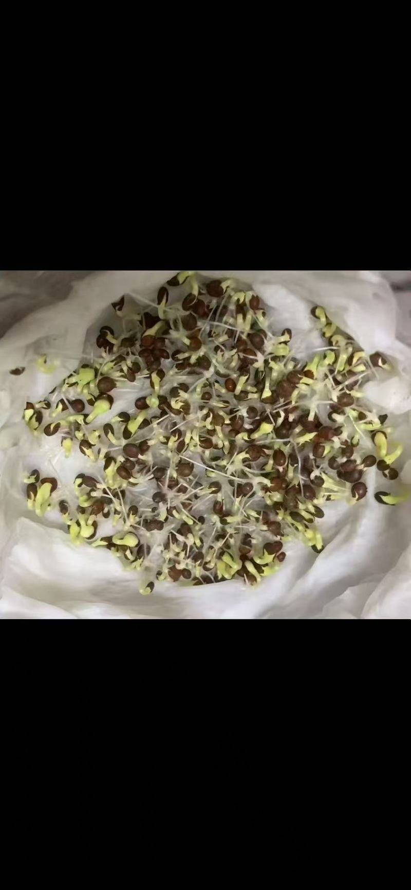 凤仙花种子籽四季庭院盆栽地栽凤仙指甲花急性子