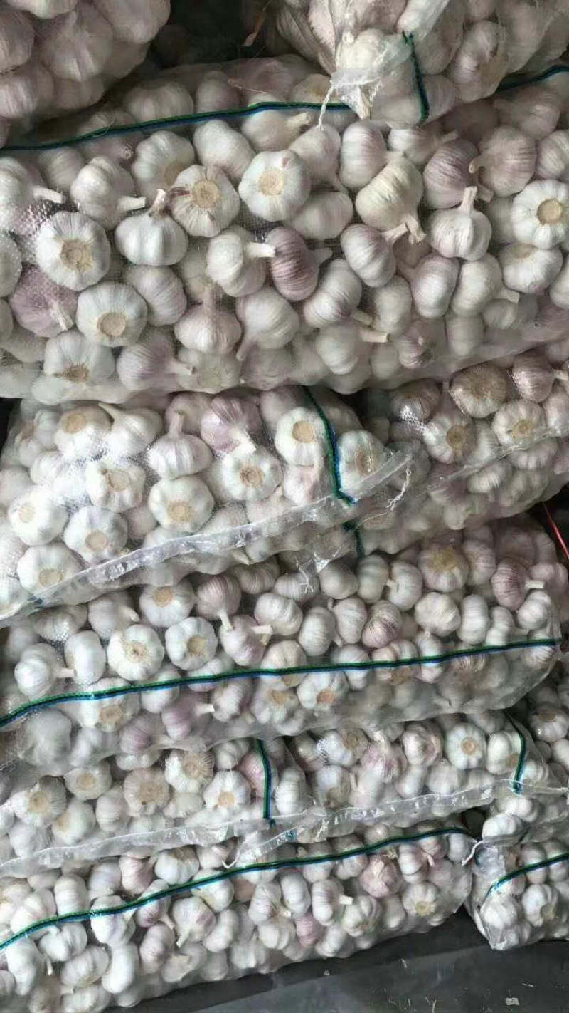山东大蒜金乡大蒜中东货，东南亚外贸货加工稳定供应