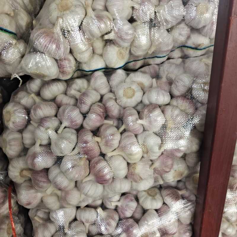 山东大蒜金乡大蒜中东货，东南亚外贸货加工稳定供应