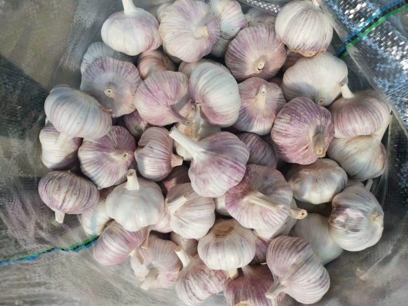 山东大蒜金乡大蒜中东货，东南亚外贸货加工稳定供应