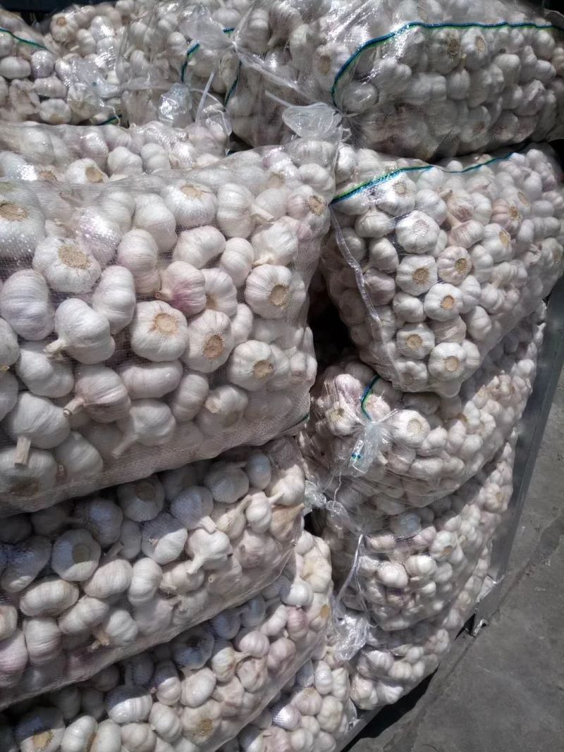 山东大蒜金乡大蒜中东货，东南亚外贸货加工稳定供应